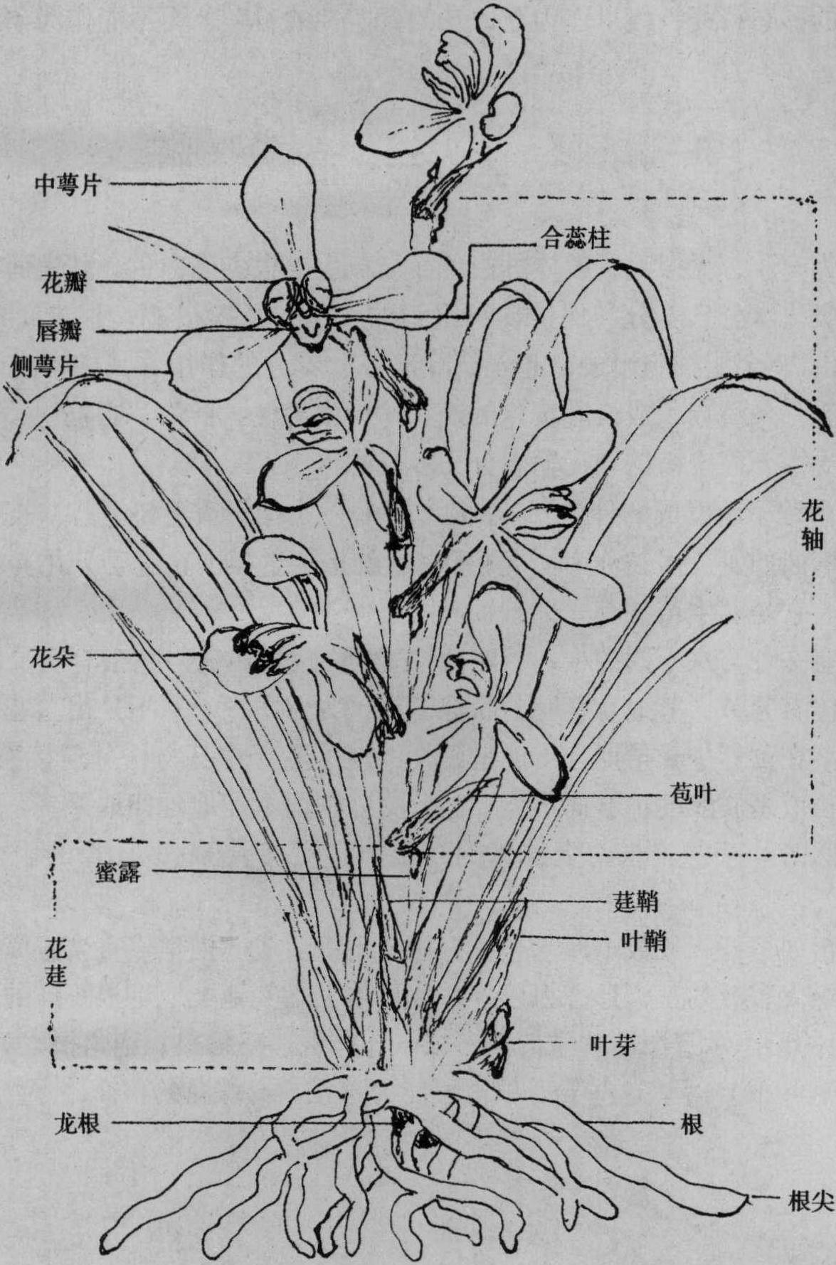 三、花莛